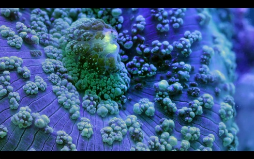 macro coral image Daniel Stupin in Slow Life Video, coral, macro coral, photography, nature